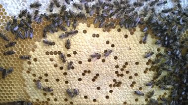 Brutwabe - hier entwickeln sich neue Bienen